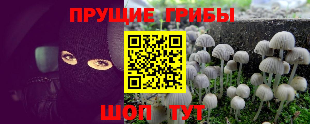 Галлюциногенные грибы Psilocybe Сафоново